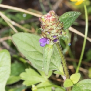 Prunella vulgaris at Glenbog State Forest - 18 Jan 2024 08:07 AM