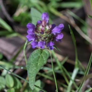 Prunella vulgaris at Glenbog State Forest - 18 Jan 2024 08:07 AM