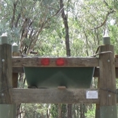 Stagonopleura guttata (Diamond Firetail) at Livingstone National Park - 15 Feb 2021 by Darcy