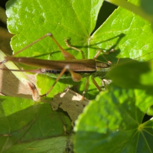 Conocephalus sp. (genus) at O'Reilly, QLD - 12 Jun 2024