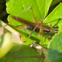 Conocephalus sp. (genus) at O'Reilly, QLD - 12 Jun 2024 11:32 AM