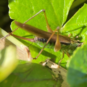 Conocephalus sp. (genus) at O'Reilly, QLD - 12 Jun 2024 11:32 AM