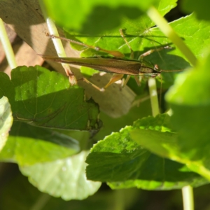 Conocephalus sp. (genus) at O'Reilly, QLD - 12 Jun 2024 11:32 AM