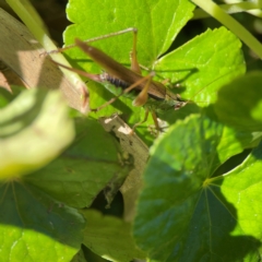 Conocephalus sp. (genus) at O'Reilly, QLD - 12 Jun 2024