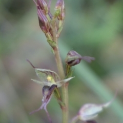 Acianthus collinus (Inland Mosquito Orchid) at MTR591 at Gundaroo - 13 Jun 2024 by MaartjeSevenster