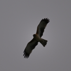 Hieraaetus morphnoides (Little Eagle) by davidcunninghamwildlife