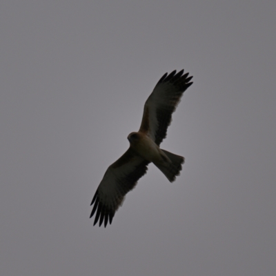 Hieraaetus morphnoides (Little Eagle) by davidcunninghamwildlife