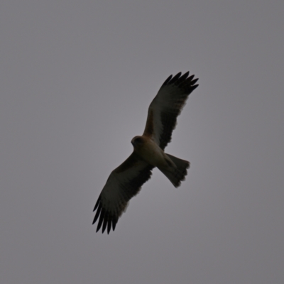 Hieraaetus morphnoides (Little Eagle) at Fyshwick, ACT - 13 Jun 2024 by davidcunninghamwildlife