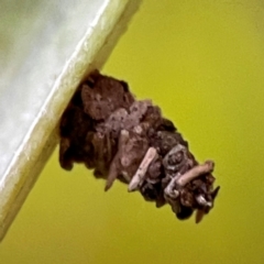 Psychidae (family) IMMATURE (Unidentified case moth or bagworm) at Currumbin, QLD - 13 Jun 2024 by Hejor1