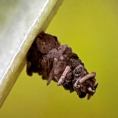 Psychidae (family) IMMATURE (Unidentified case moth or bagworm) at Currumbin, QLD - 13 Jun 2024 by Hejor1