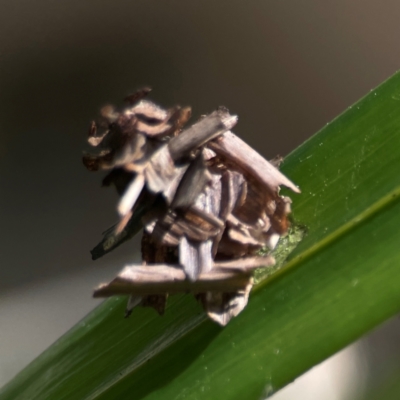Psychidae (family) IMMATURE (Unidentified case moth or bagworm) at Currumbin, QLD - 13 Jun 2024 by Hejor1