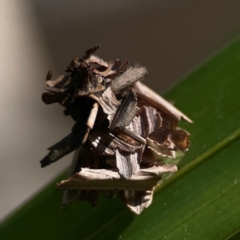 Psychidae (family) IMMATURE at Currumbin, QLD - 13 Jun 2024 03:02 PM