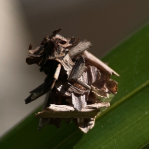 Psychidae (family) IMMATURE at Currumbin, QLD - 13 Jun 2024