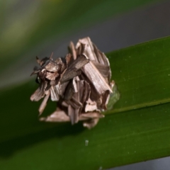 Psychidae (family) IMMATURE at Currumbin, QLD - 13 Jun 2024