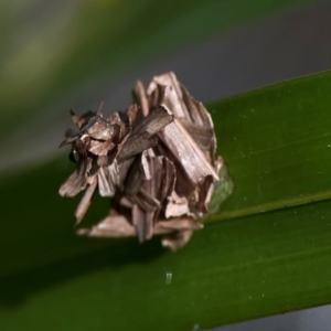 Psychidae (family) IMMATURE at Currumbin, QLD - 13 Jun 2024 03:02 PM