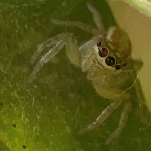 Salticidae (family) at Currumbin, QLD - 13 Jun 2024 02:59 PM