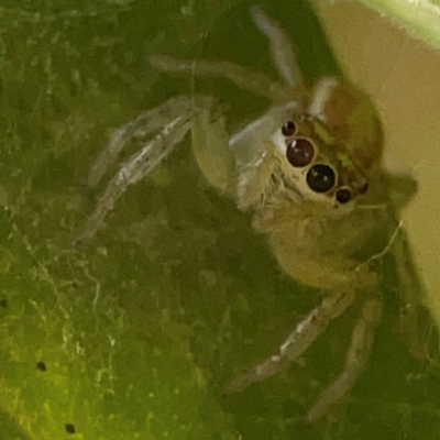 Salticidae (family) (Jumping spider) at Currumbin, QLD - 13 Jun 2024 by Hejor1