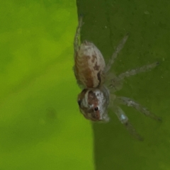 Salticidae (family) at Currumbin, QLD - 13 Jun 2024 02:59 PM