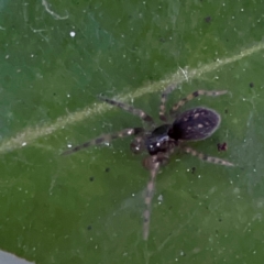 Badumna insignis (Black House Spider) at Currumbin, QLD - 13 Jun 2024 by Hejor1