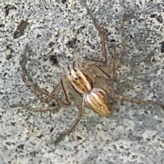 Oxyopes sp. (genus) at Canungra, QLD - 13 Jun 2024 by Hejor1