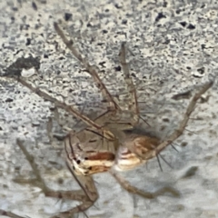 Oxyopes sp. (genus) at Canungra, QLD - 13 Jun 2024 11:43 AM