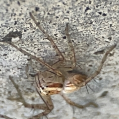 Oxyopes (genus) at Canungra, QLD - 13 Jun 2024 11:43 AM