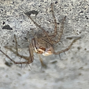 Oxyopes sp. (genus) at Canungra, QLD - 13 Jun 2024 11:43 AM