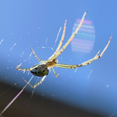 Leucauge dromedaria (Silver dromedary spider) at Canungra, QLD - 13 Jun 2024 by Hejor1
