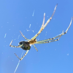 Leucauge dromedaria at Canungra, QLD - 13 Jun 2024 11:39 AM