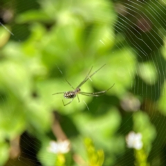 Leucauge dromedaria at Canungra, QLD - 13 Jun 2024 11:39 AM