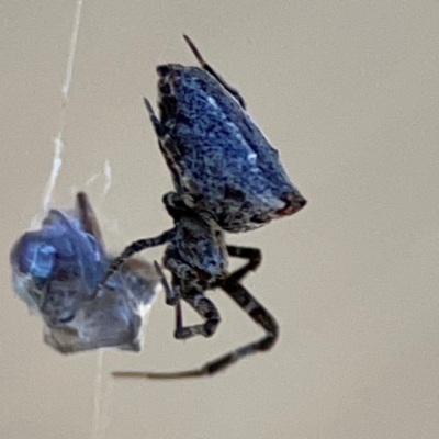 Philoponella congregabilis (Social house spider) at Canungra, QLD - 13 Jun 2024 by Hejor1