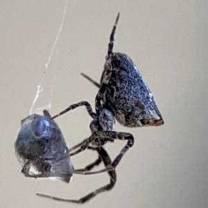 Philoponella congregabilis at Canungra, QLD - 13 Jun 2024 11:15 AM