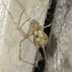 Cryptachaea gigantipes (White porch spider) at O'Reilly, QLD - 12 Jun 2024 by Hejor1