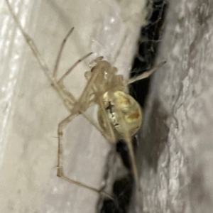 Cryptachaea gigantipes at O'Reilly, QLD - 12 Jun 2024 07:02 PM