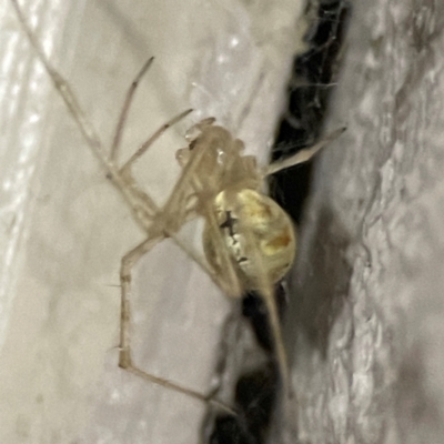 Cryptachaea gigantipes (White porch spider) at O'Reilly, QLD - 12 Jun 2024 by Hejor1
