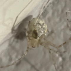 Cryptachaea gigantipes at O'Reilly, QLD - 12 Jun 2024 07:02 PM