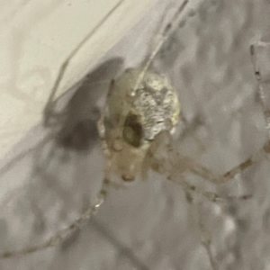 Cryptachaea gigantipes at O'Reilly, QLD - 12 Jun 2024 07:02 PM