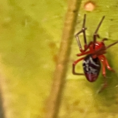 Nicodamidae (family) (Red and Black Spider) at O'Reilly, QLD - 12 Jun 2024 by Hejor1