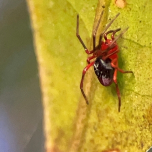 Nicodamidae (family) at O'Reilly, QLD - 12 Jun 2024 03:36 PM