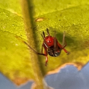 Nicodamidae (family) at O'Reilly, QLD - 12 Jun 2024 03:36 PM