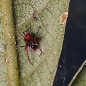 Nicodamidae (family) at O'Reilly, QLD - 12 Jun 2024 03:36 PM