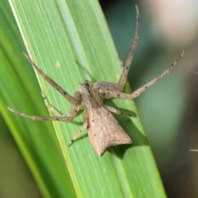 Sidymella trapezia (Trapezoid Crab Spider) at O'Reilly, QLD - 11 Jun 2024 by Hejor1