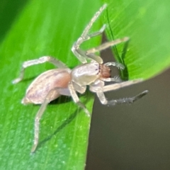 Clubiona sp. (genus) at O'Reilly, QLD - 11 Jun 2024 by Hejor1