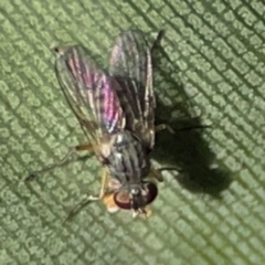 Diptera (order) at Currumbin, QLD - 13 Jun 2024 by Hejor1