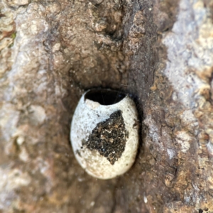 Doratifera (genus) at Canungra, QLD - 13 Jun 2024 11:25 AM