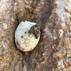 Doratifera (genus) at Canungra, QLD - 13 Jun 2024 11:25 AM