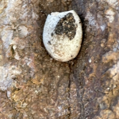Doratifera (genus) at Canungra, QLD - 13 Jun 2024