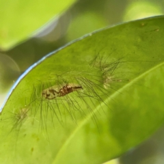 Schistophleps albida (A Tiger moth (Lithosiini)) at Canungra, QLD - 13 Jun 2024 by Hejor1