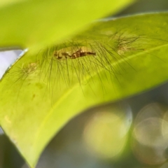 Schistophleps albida at Canungra, QLD - 13 Jun 2024 11:23 AM