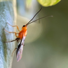 Ichneumonidae (family) at Canungra, QLD - 13 Jun 2024 by Hejor1